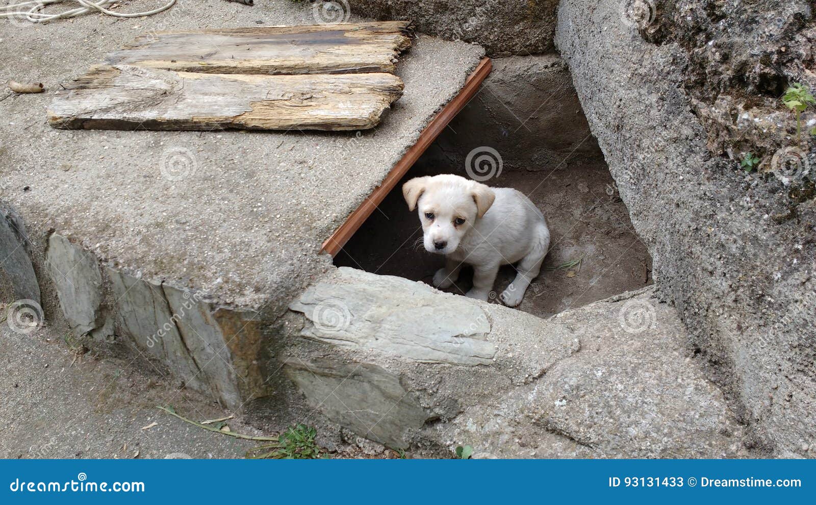 the little puppy ovserva from its hole