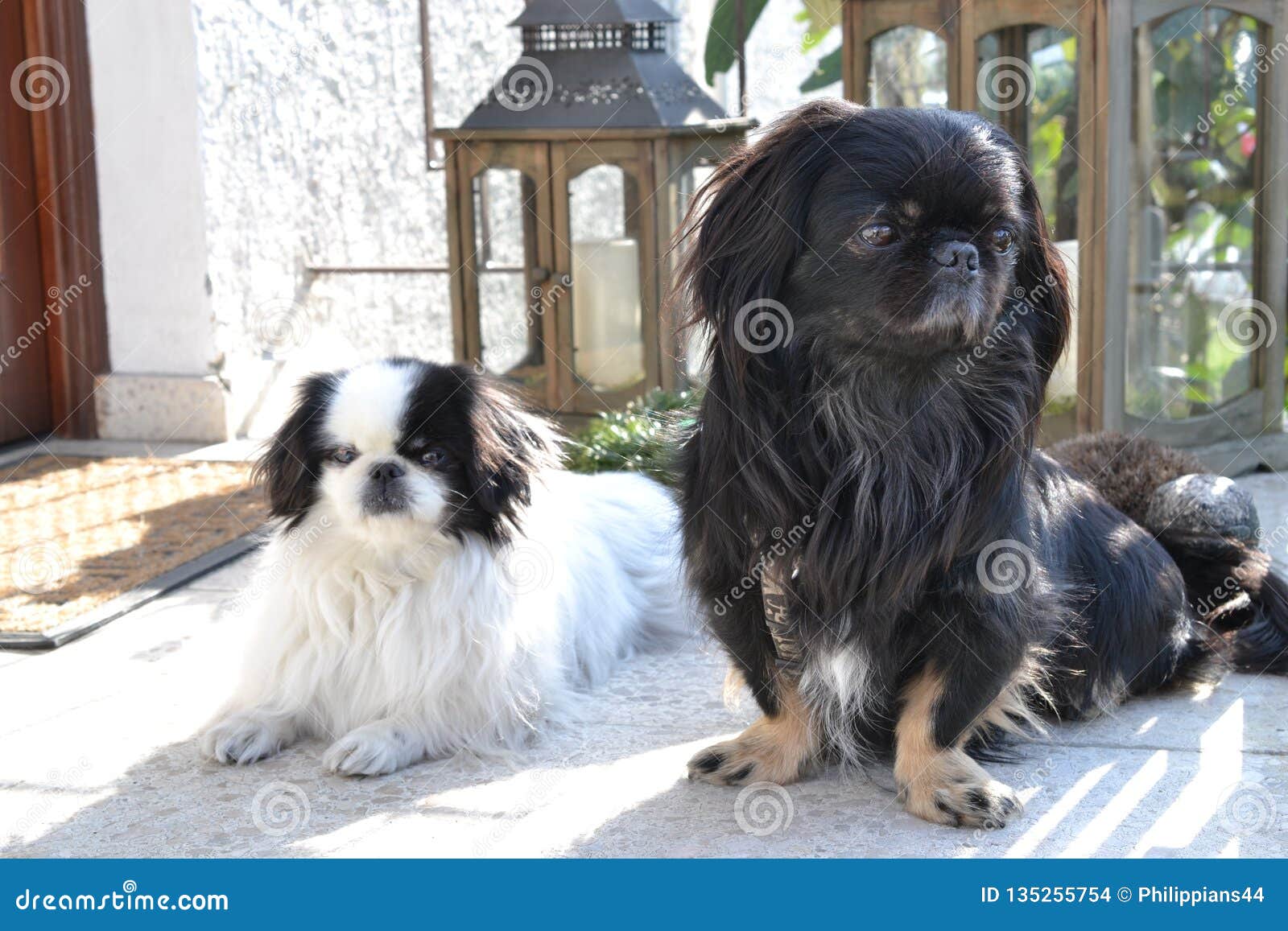 Adorable Pekinese Couple White And Black Short And Long Hair