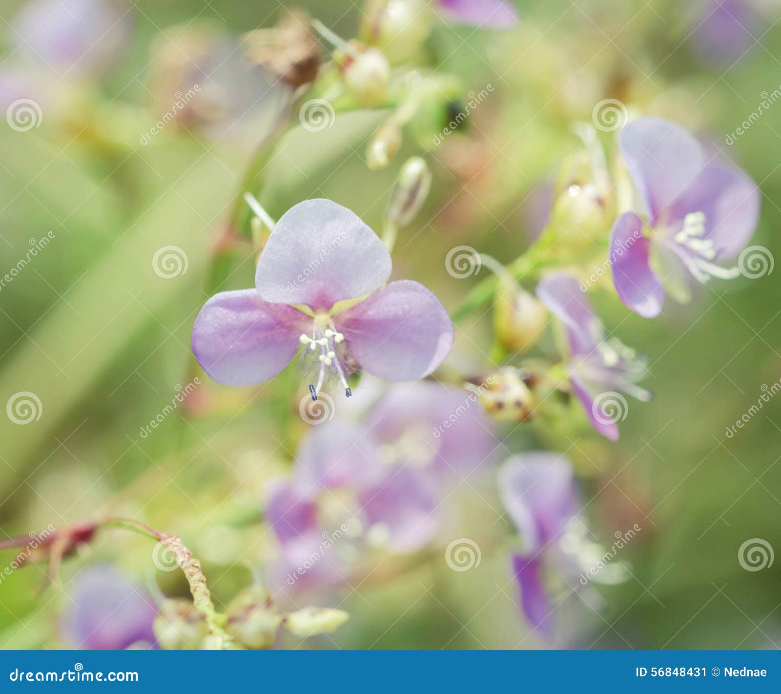 My Image 23