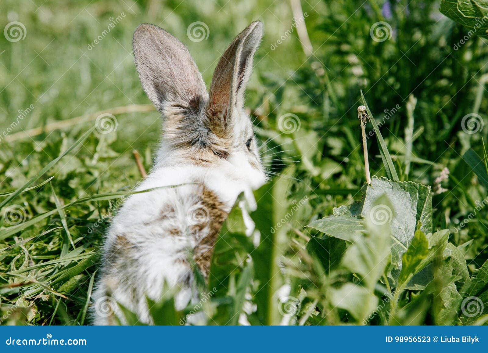 little rabbit, black and white suit, a bunny eating a green grass, a pet in a wooden box.