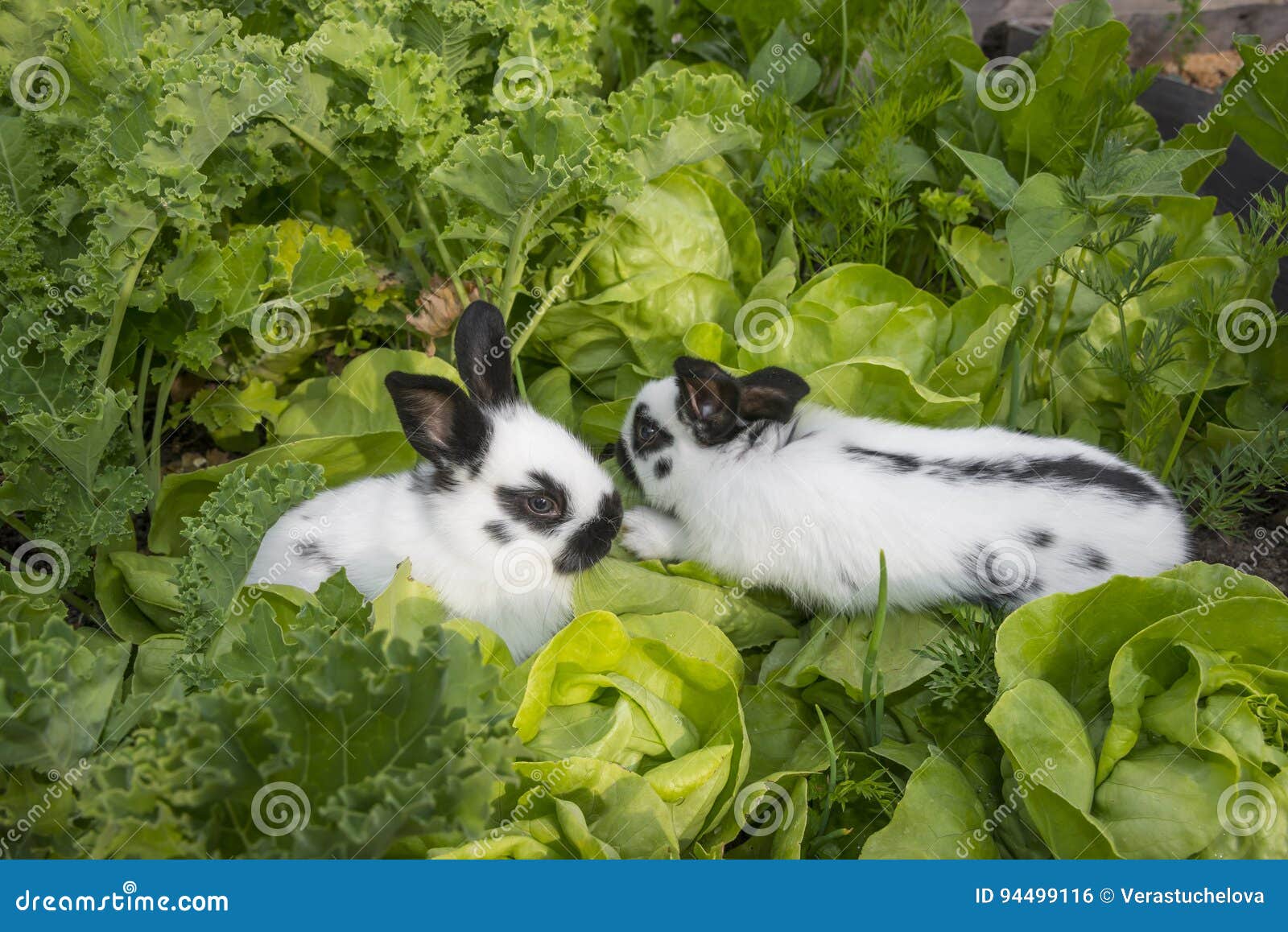 Little Rabbit Eating Lettuce Stock Photo Image of soft, bunnies 94499116