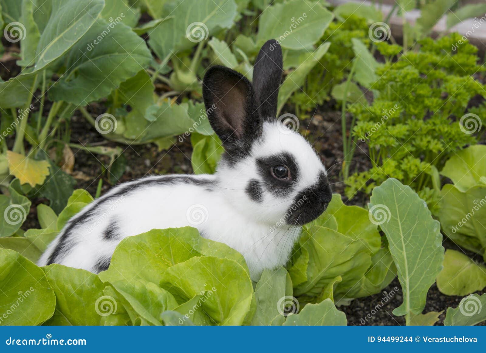 Little Rabbit Eating Lettuce Stock Photo Image of rabbit, cute 94499244