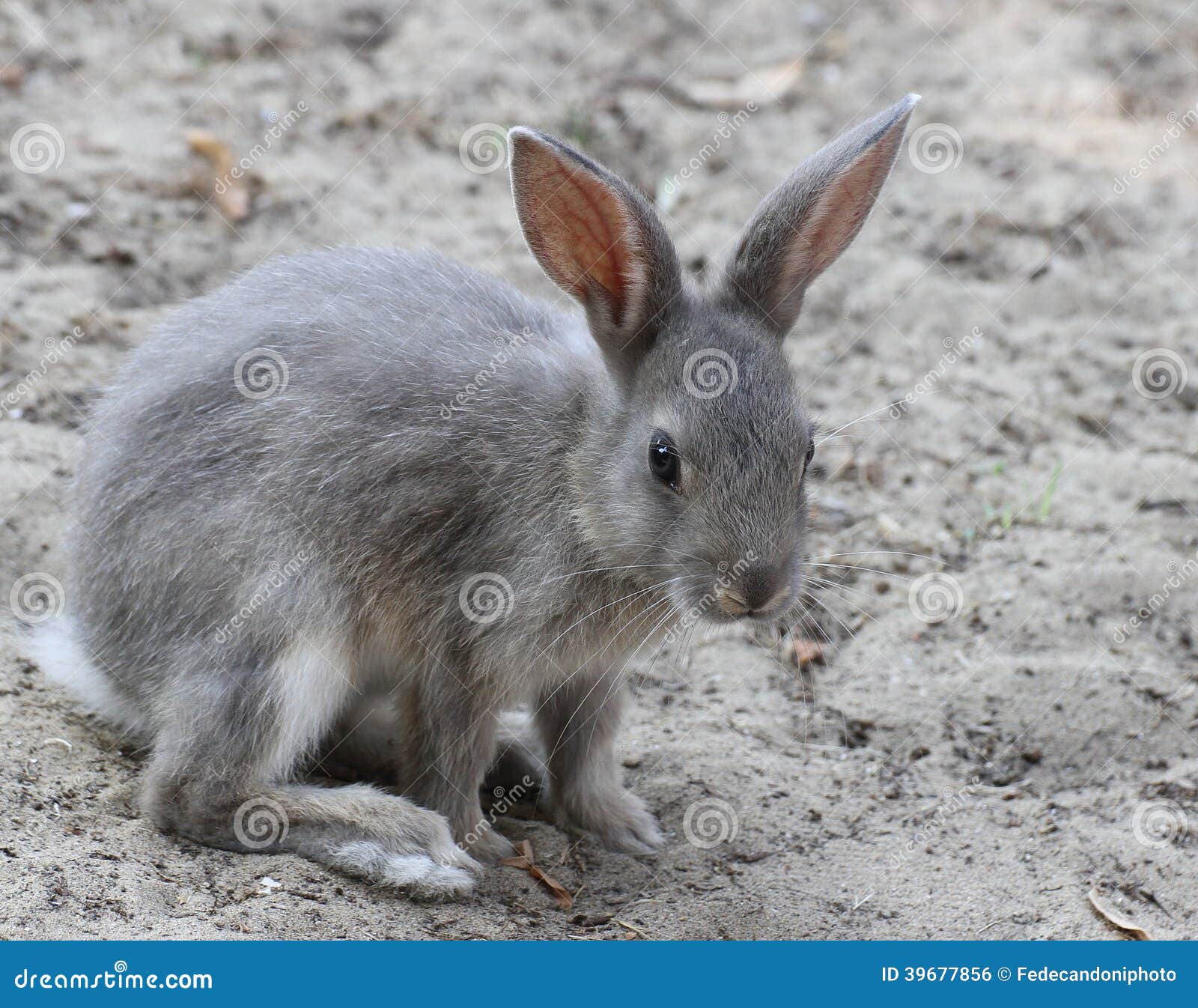 little rabbit ready to pounce forward