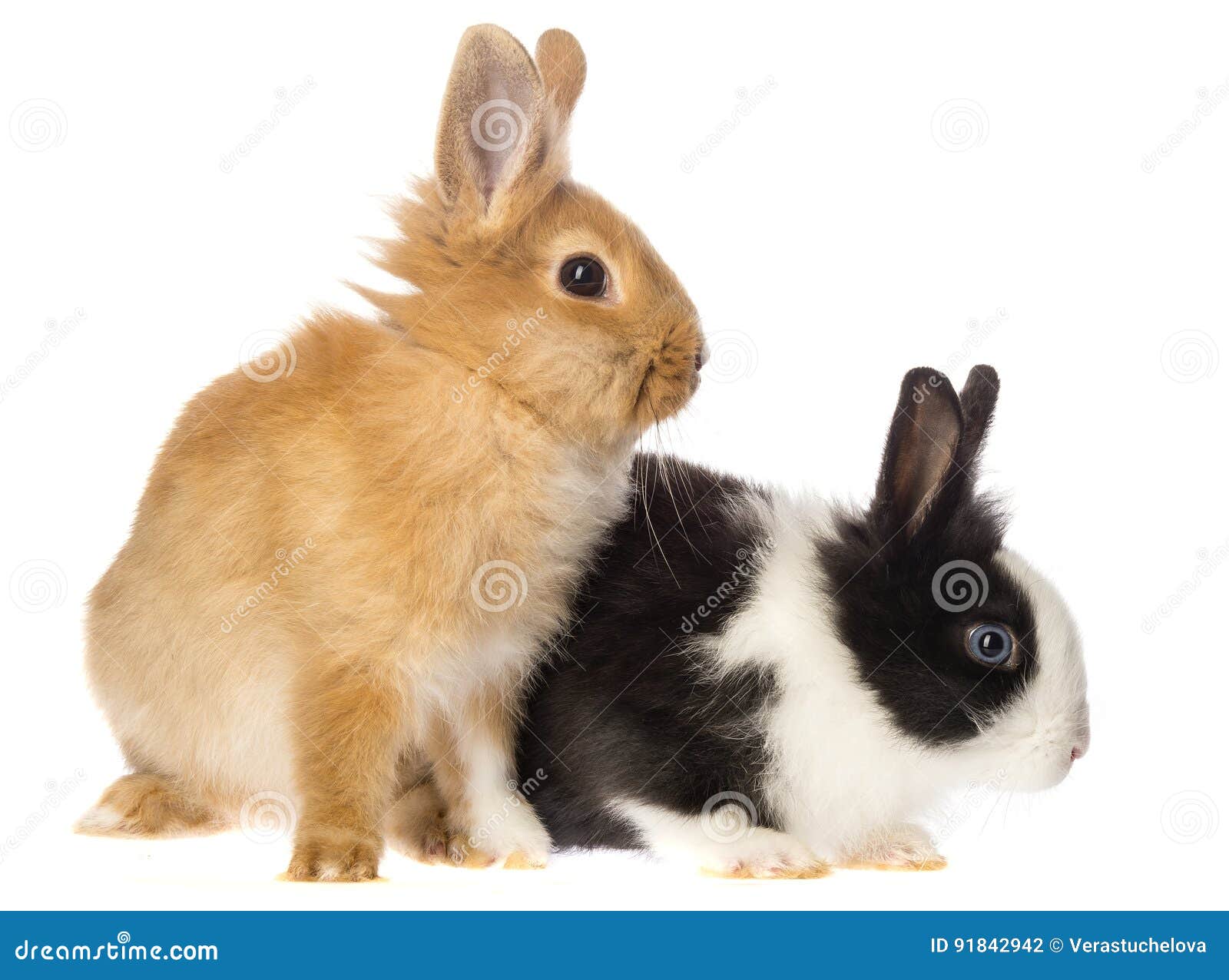 Little rabbits stock photo. Image of friendly, rodent - 91842942