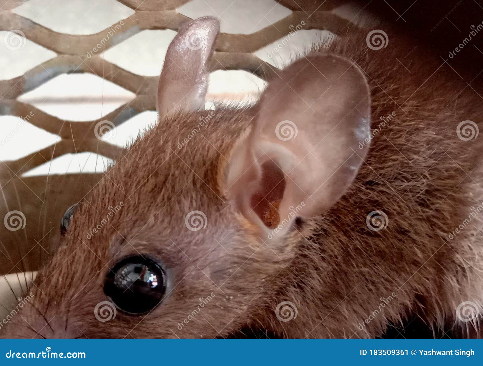 A Little Rat Trapped into a Cage Clous Up Stock Image Image of