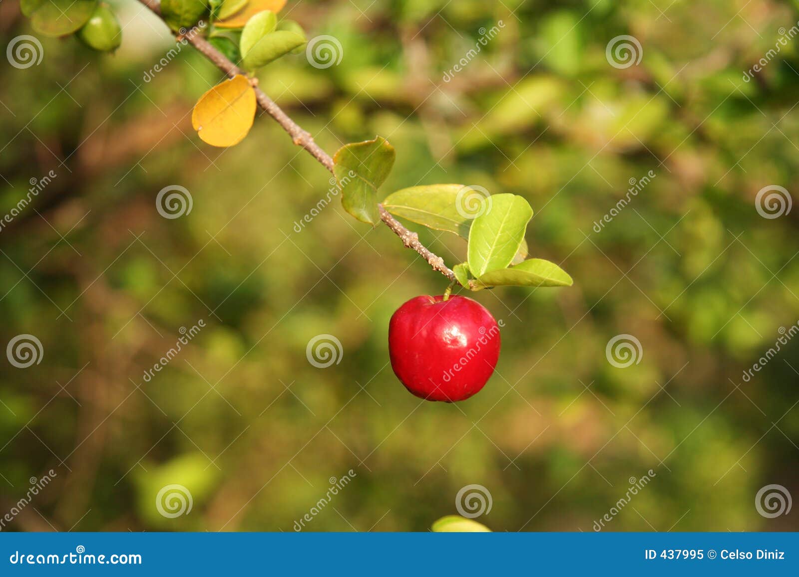 ripe acerola fruit