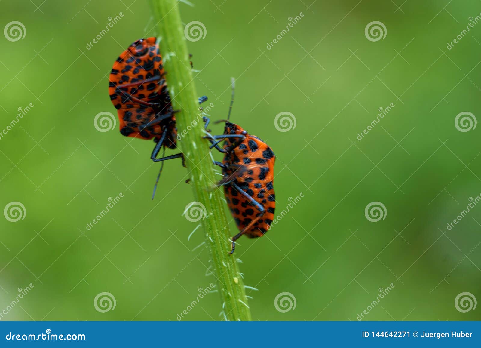 Little Red Bugs In Field On A Leaf Stock Image Image Of