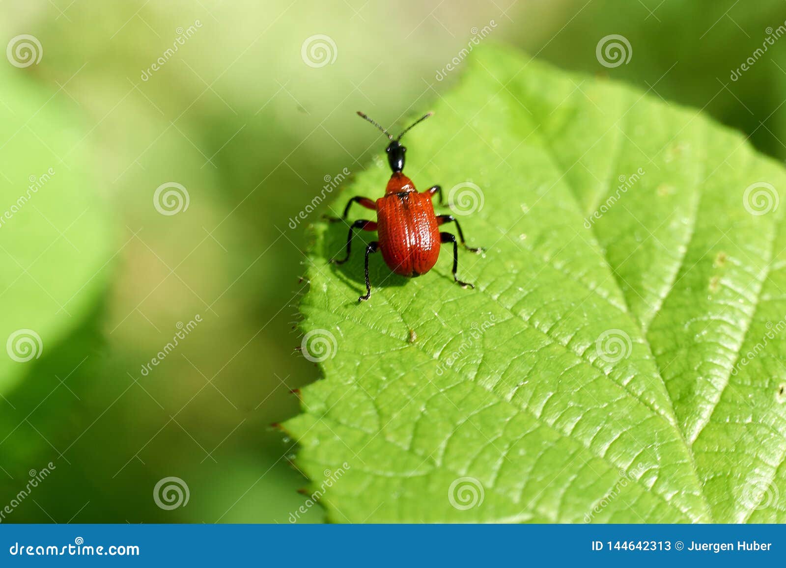 Little Red Bugs In Field On A Leaf Stock Image Image Of