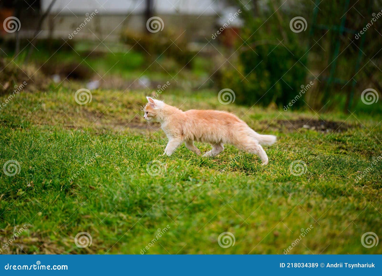 natural instinct cat
