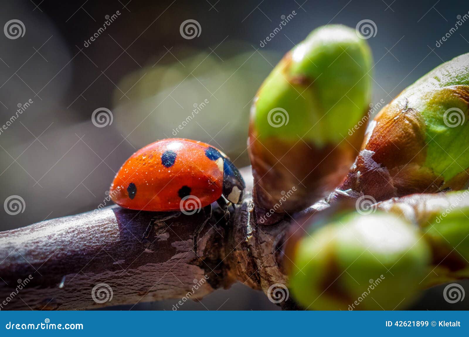 Tiny Ladybird Ladubug With Yellow Spots And Leather Background Macro