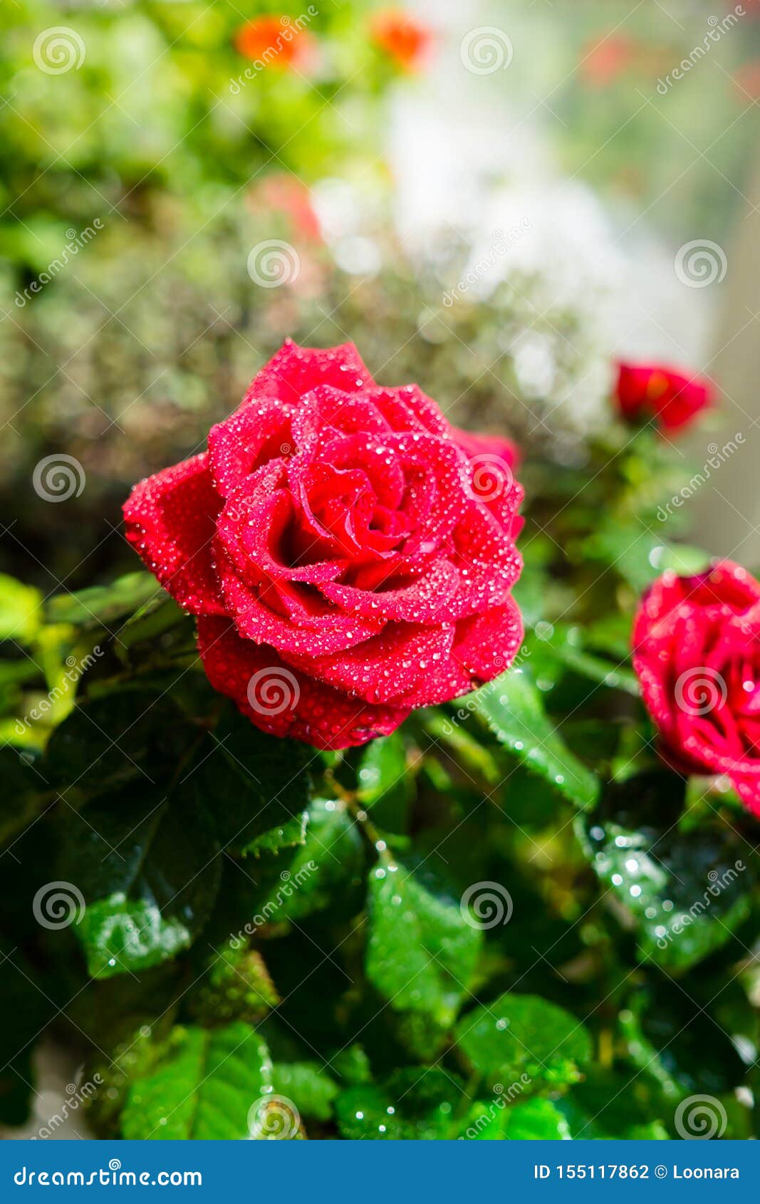 Little Red Roses with Water Drops Close-up Stock Photo - Image of ...