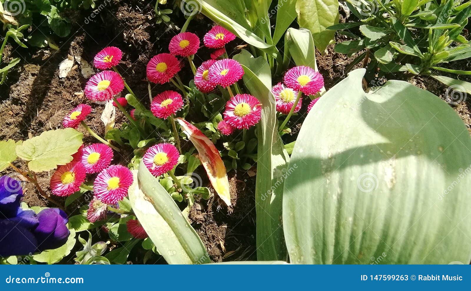 Little Red Spring Flower in Germany Stock Image Image of flower