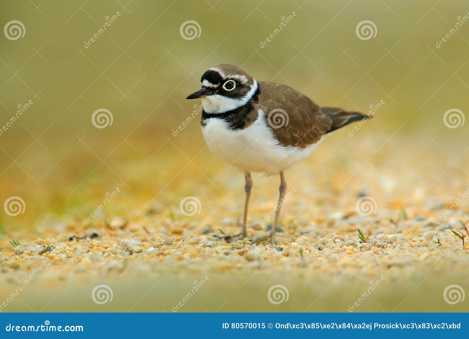 617 Little Ringed Plover Stock Photos, High-Res Pictures, and Images -  Getty Images
