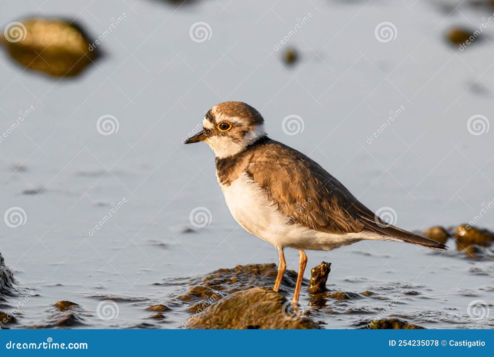OPATIJA - Croatia / Little Ringed Plover searching for food - YouTube