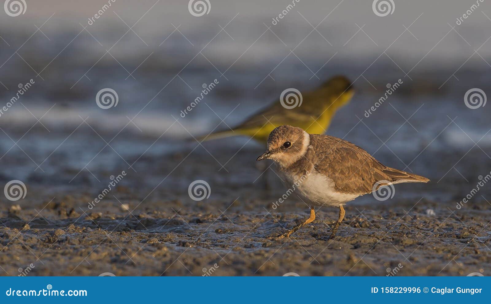 little ringed plover with silhouette yellow wagtail
