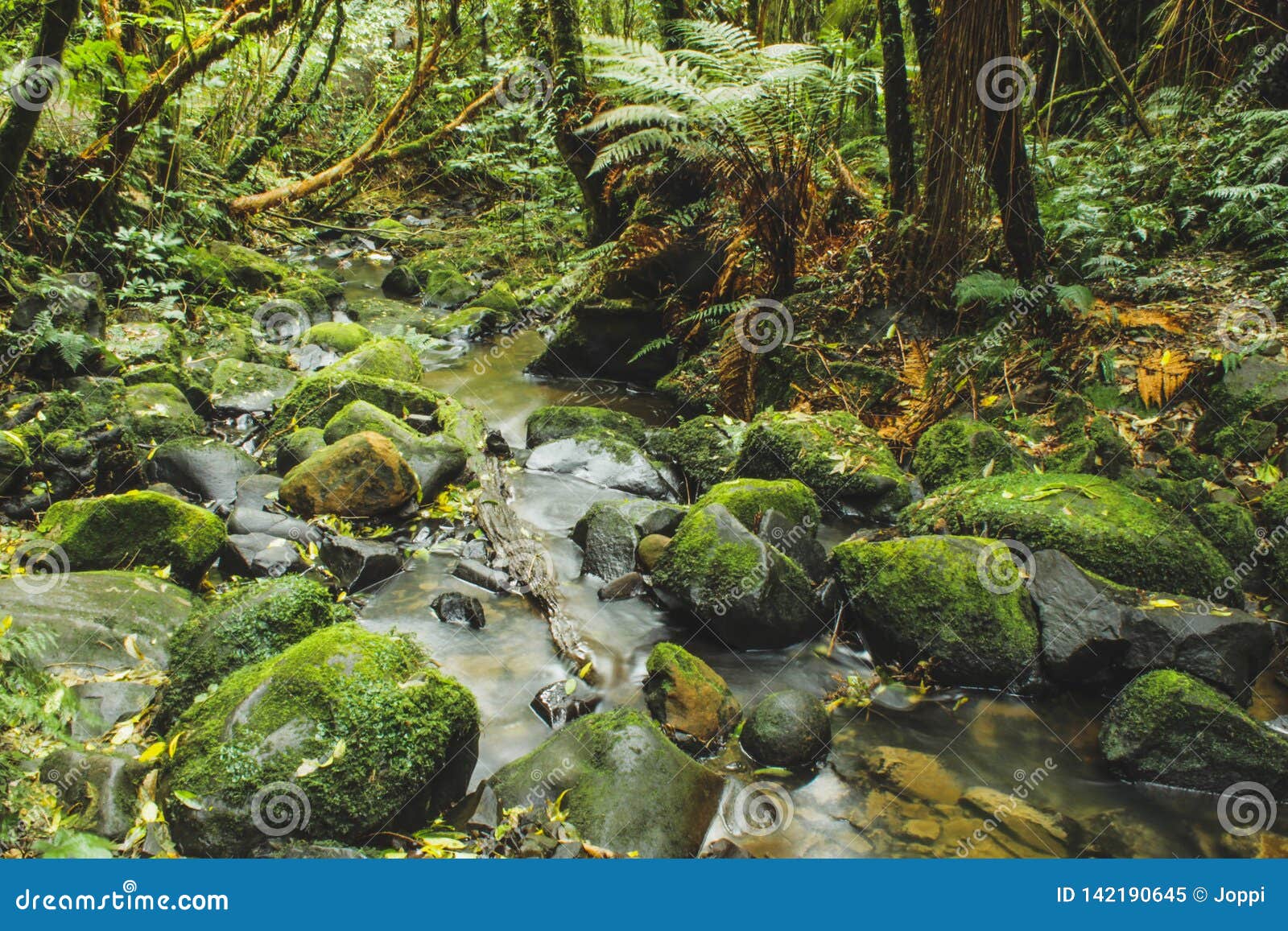 Little River Is Flowing Through Rainforest In New Zealand Stock Image