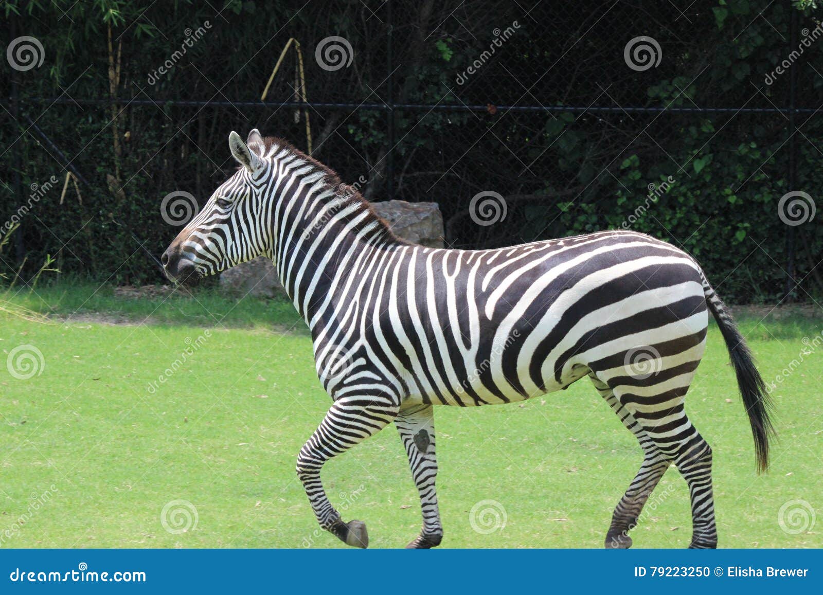 Little Rock Zoo Animals stock photo. Image of equusquagga 79223250