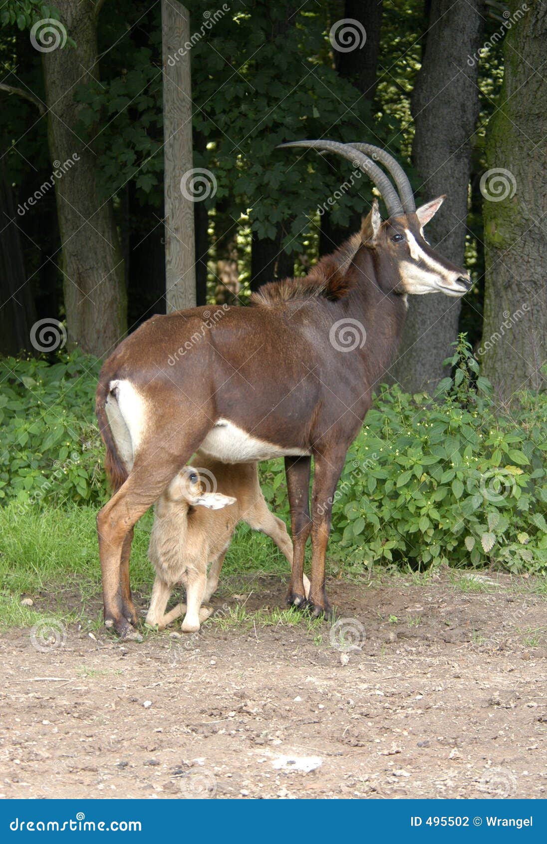 little sable antelope suckling its mother