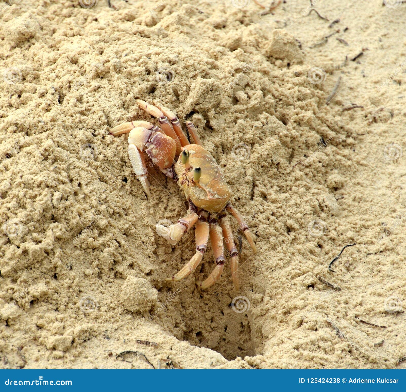 All 30+ Images what are the tiny crabs on the beach Completed