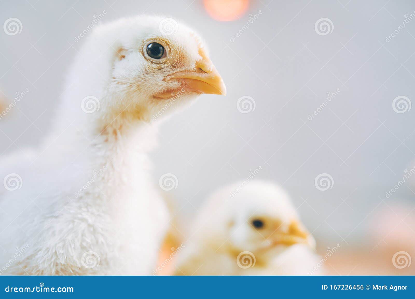 Little Small Broiler Poultry White Chick Bird Stock Photo Image of