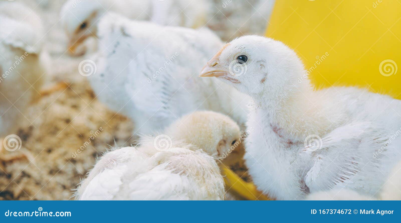 Little Small Broiler Poultry White Chick Bird Stock Photo Image of