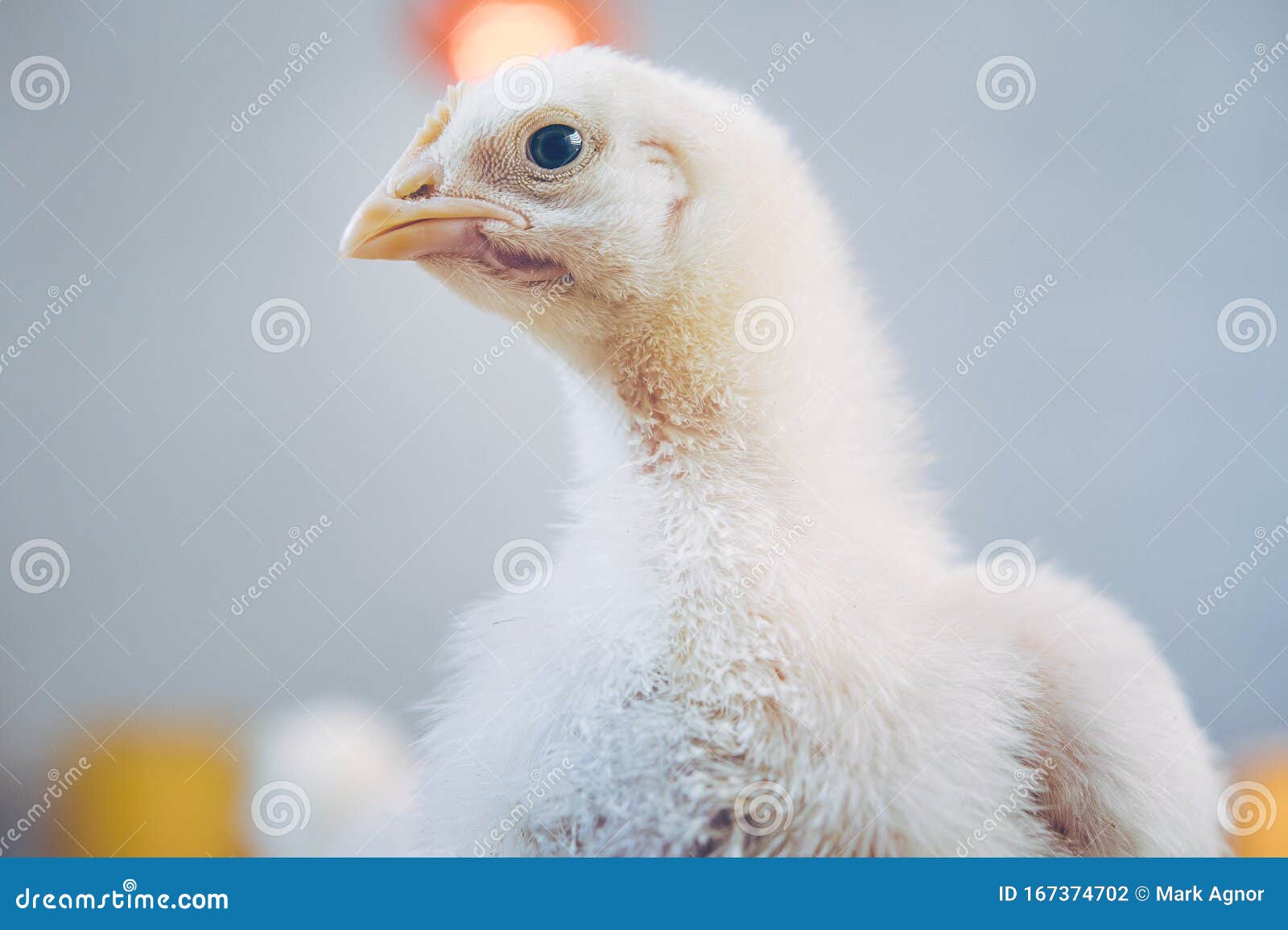 Little Small Broiler Poultry White Chick Bird Stock Photo Image of
