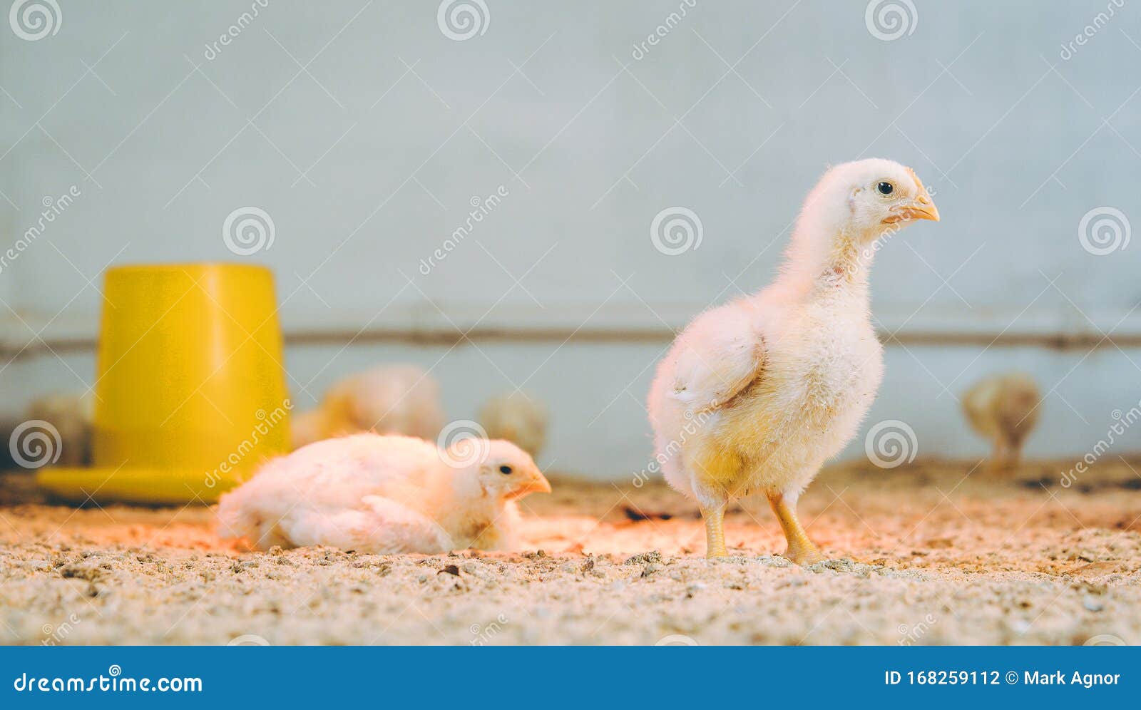 Little Small Broiler Poultry White Chick Bird Stock Photo Image of