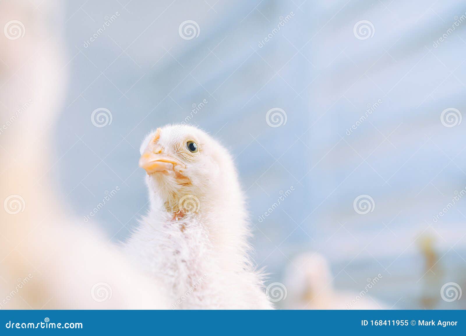 Little Small Broiler Poultry White Chick Bird Stock Image Image of