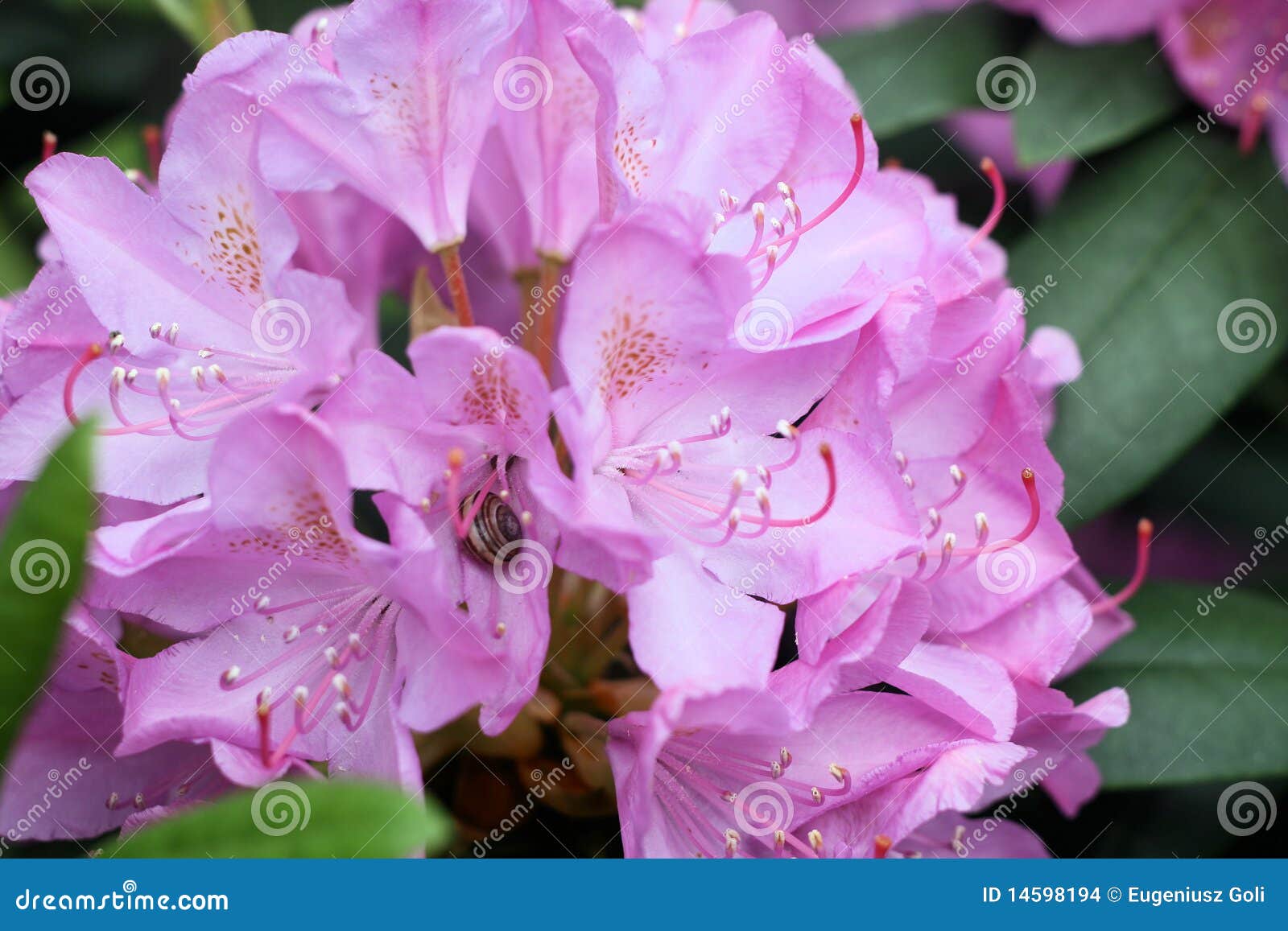 Little snail on azalea stock photo. Image of rhododendron 14598194