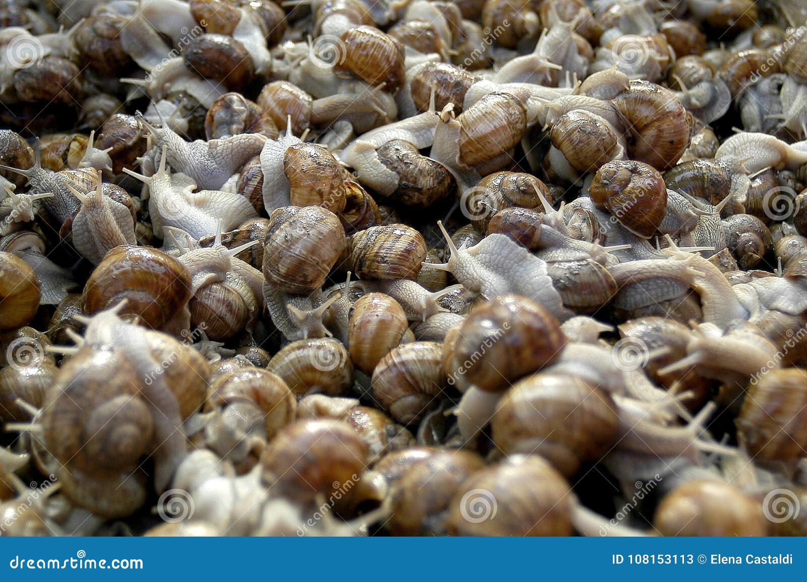 The Snails stock image. Image of little, animal, meadow 108153113