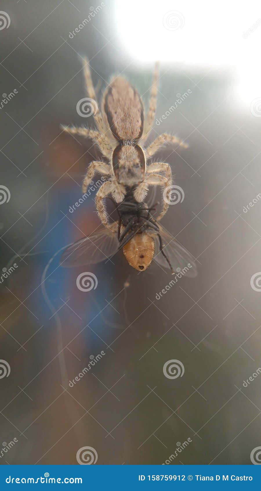 little spider eating fly on glass surface