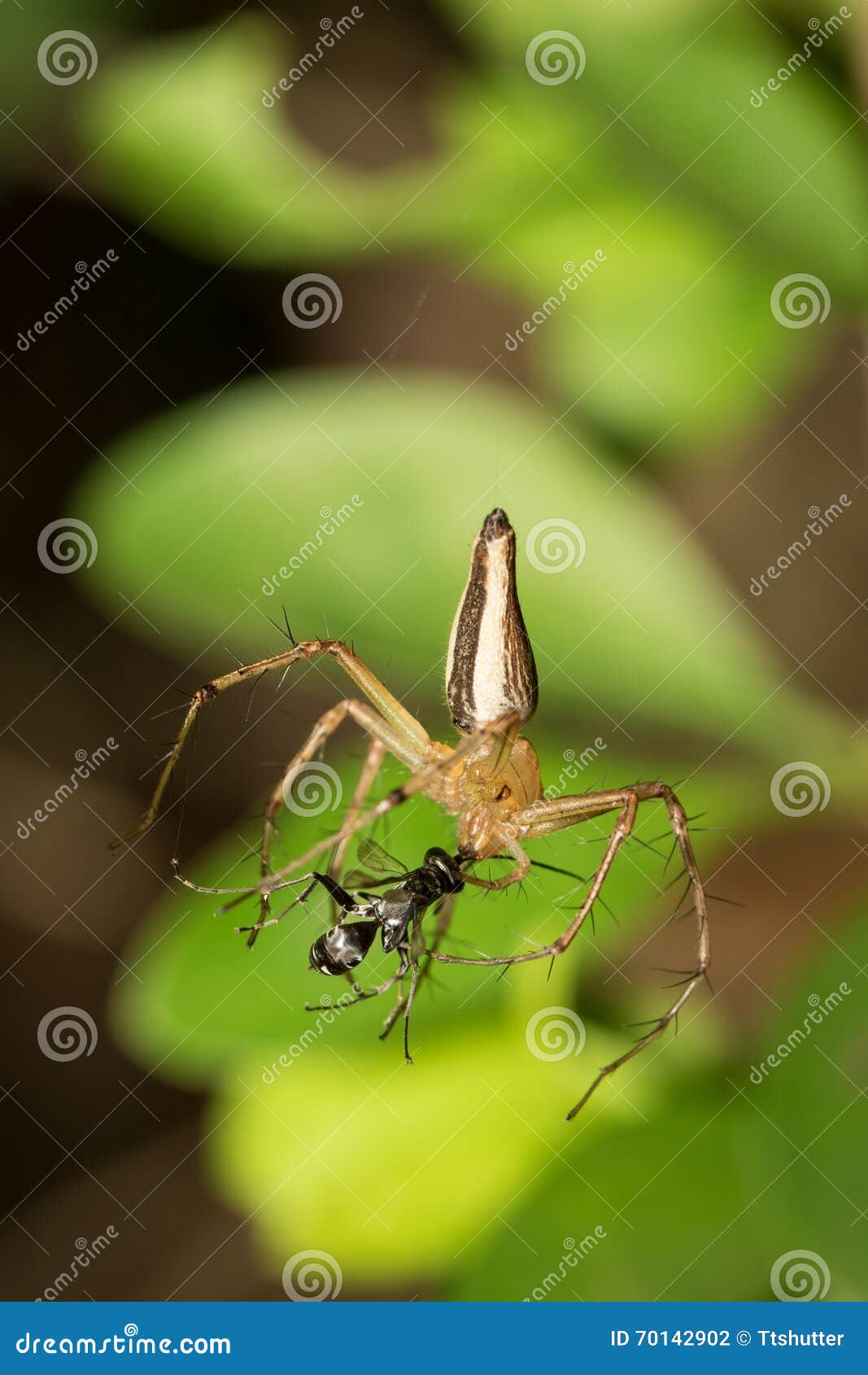 Little spider. stock photo. Image of drag, hunter, garden - 70142902