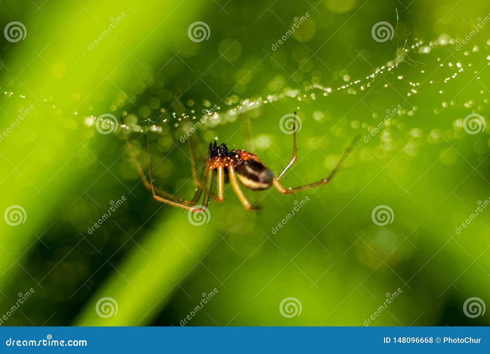 Little Spider on a  with Water Drops Stock Photo Image of phobia