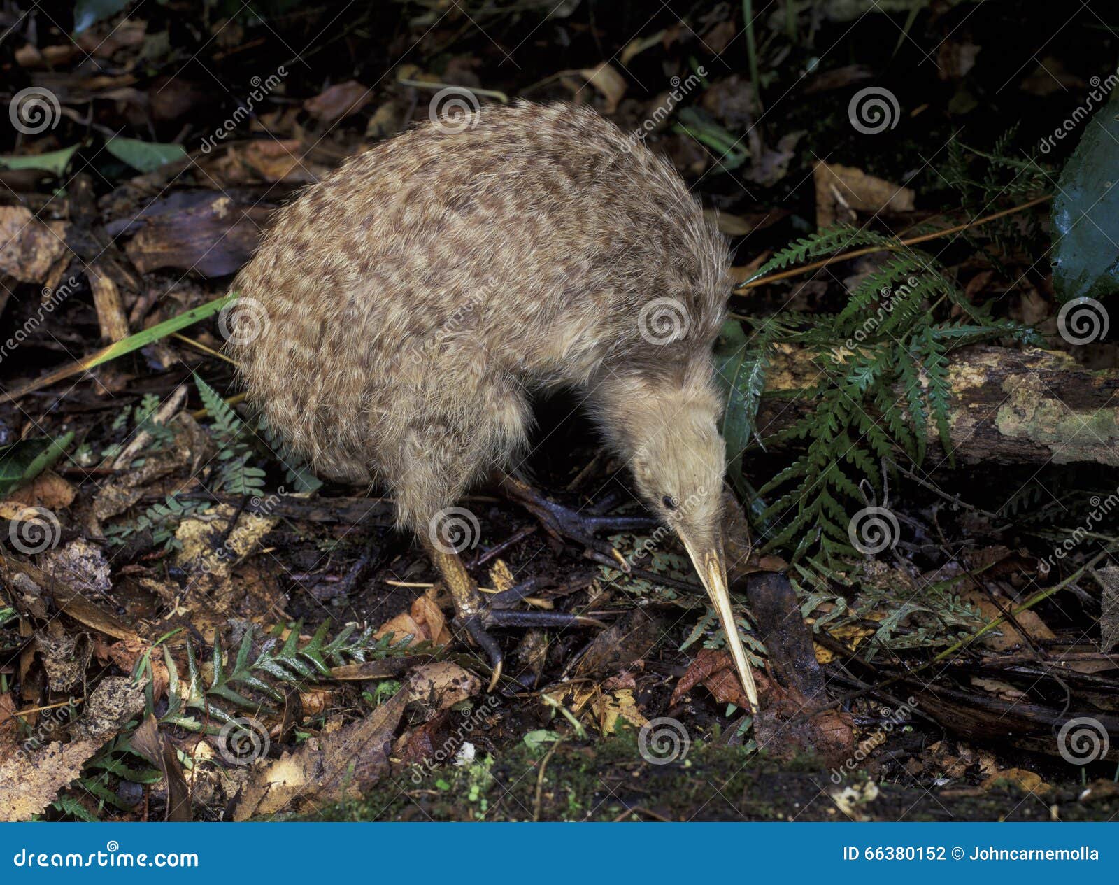 little spotted kiwi