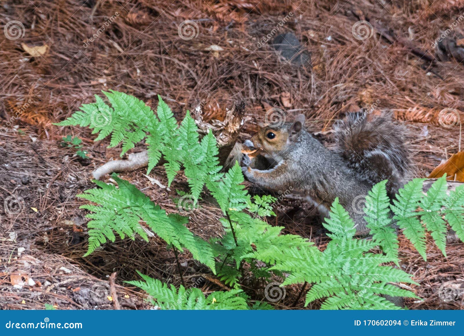 little squirrel eating outdoors