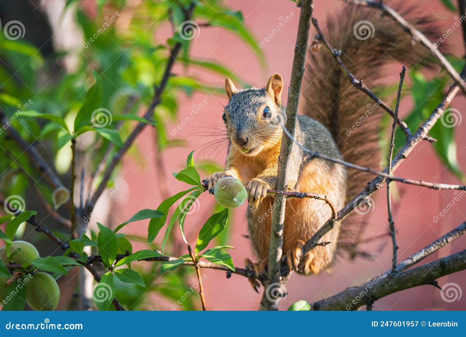 Squirrel With Fruit Avocado. Variegated Squirrel, Sciurus Variegatoides