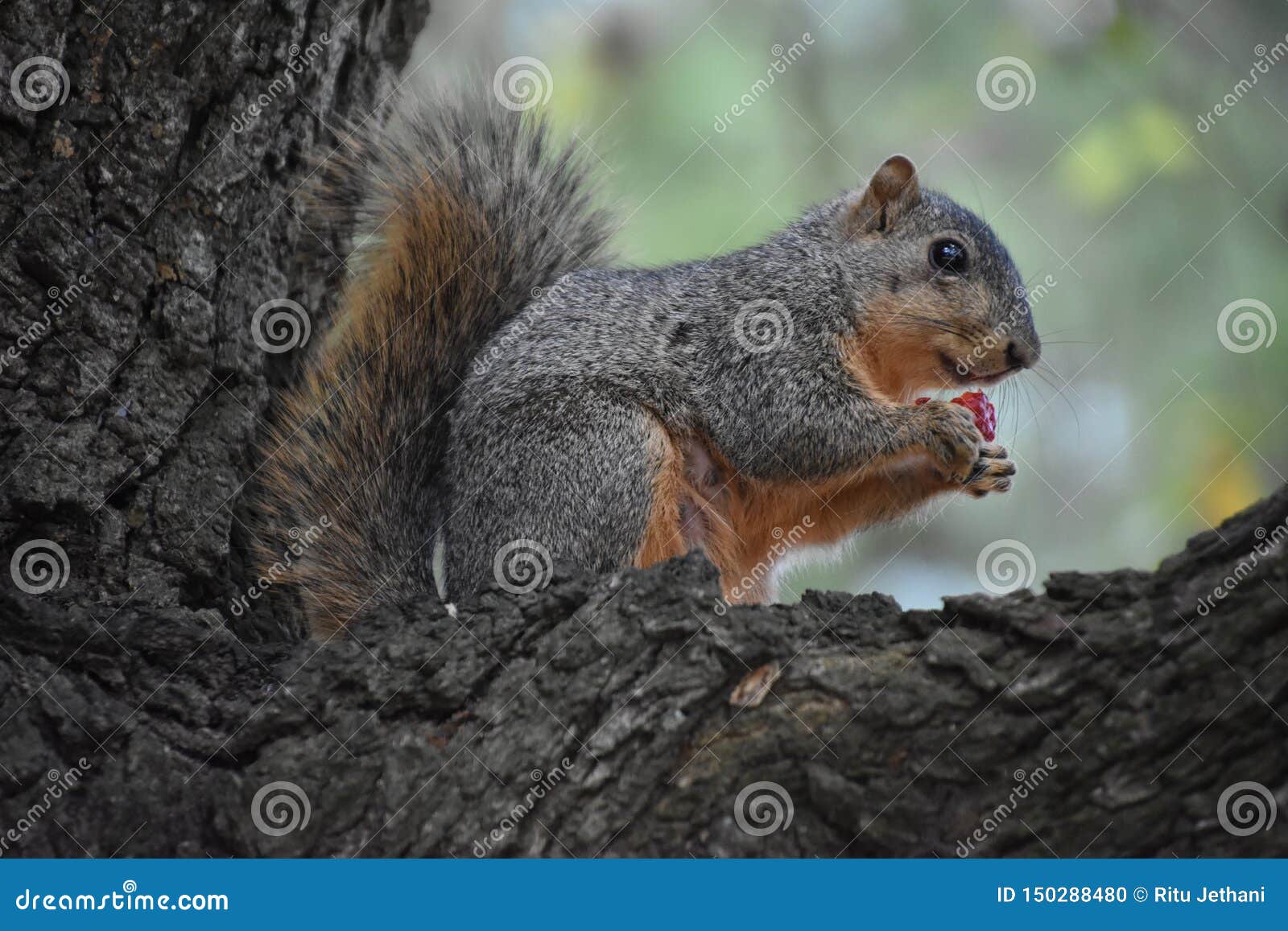 Squirrel Eating Strawberry stock photo. Image of fluffy 150288480