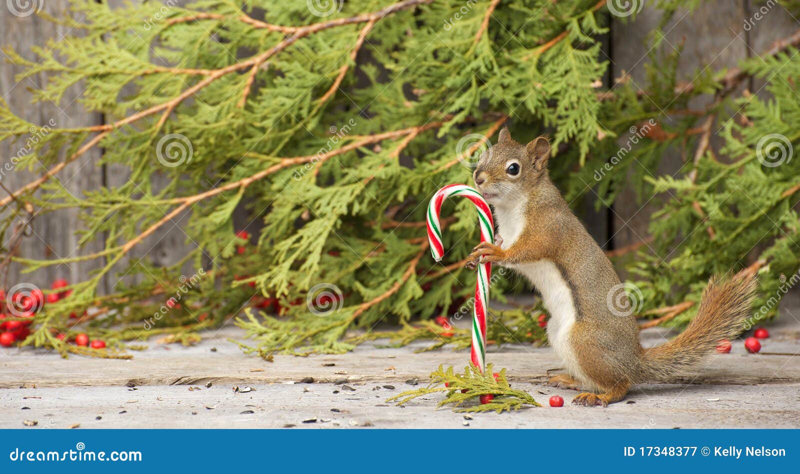 Little Squirrel Holding a Candy Cane. Stock Image Image of licking