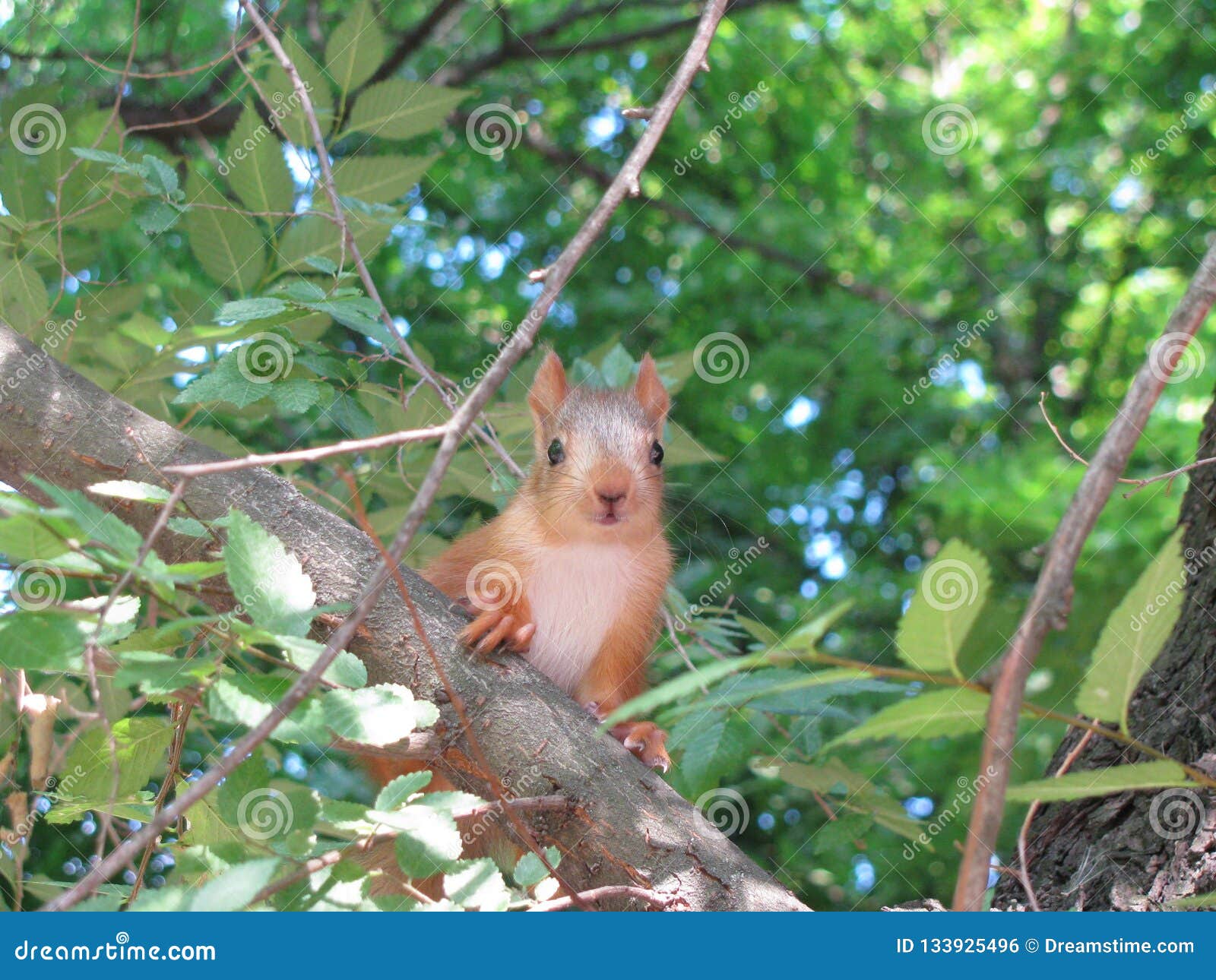 Little Squirrel Looks in Frame Stock Photo Image of little, squirrel