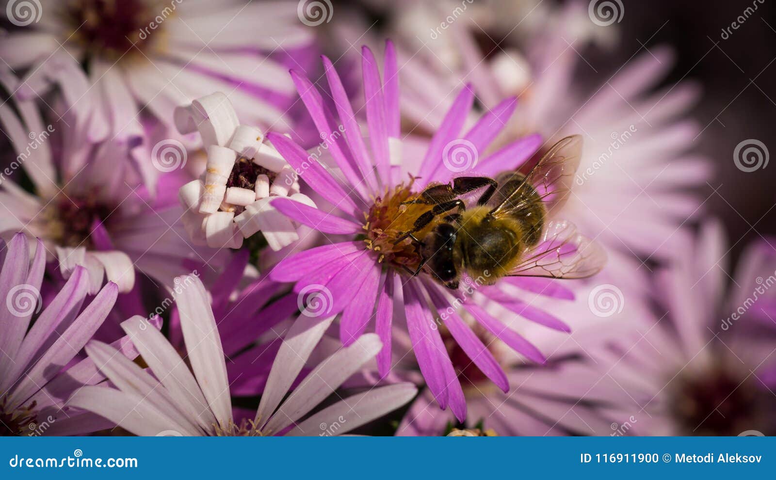 A Little Sweet Bee In My Garden Stock Photo Image Of Wild Small