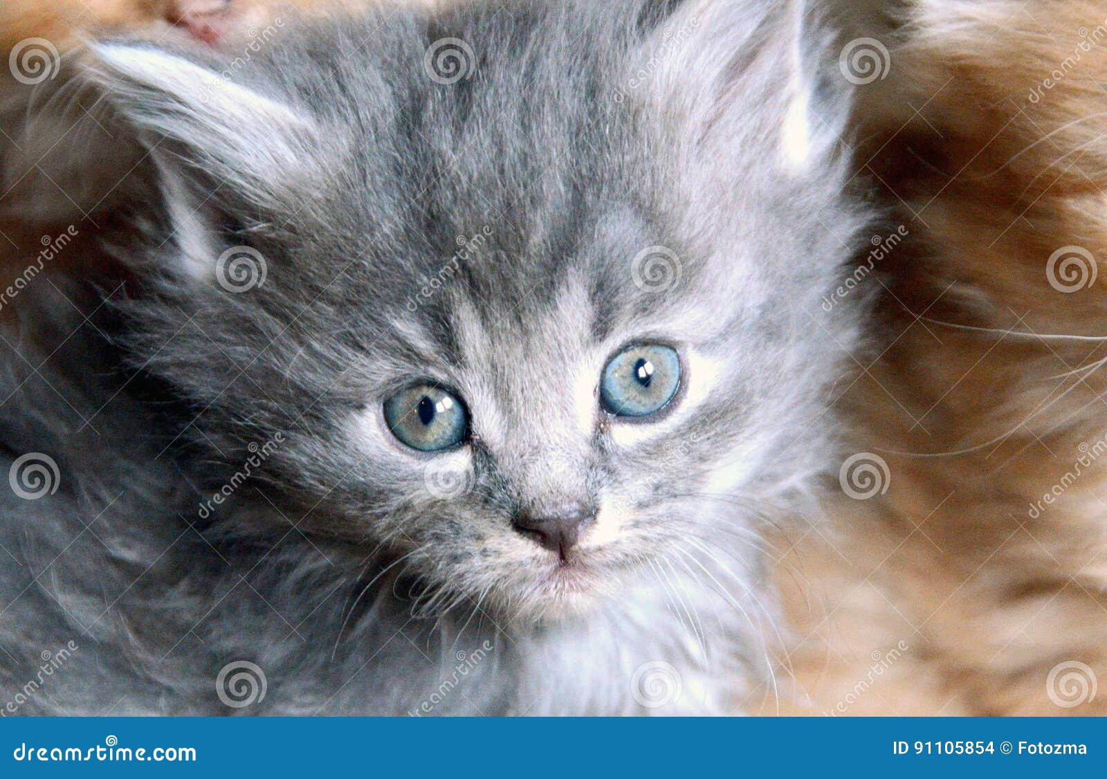 cats with blue eyes and grey fur