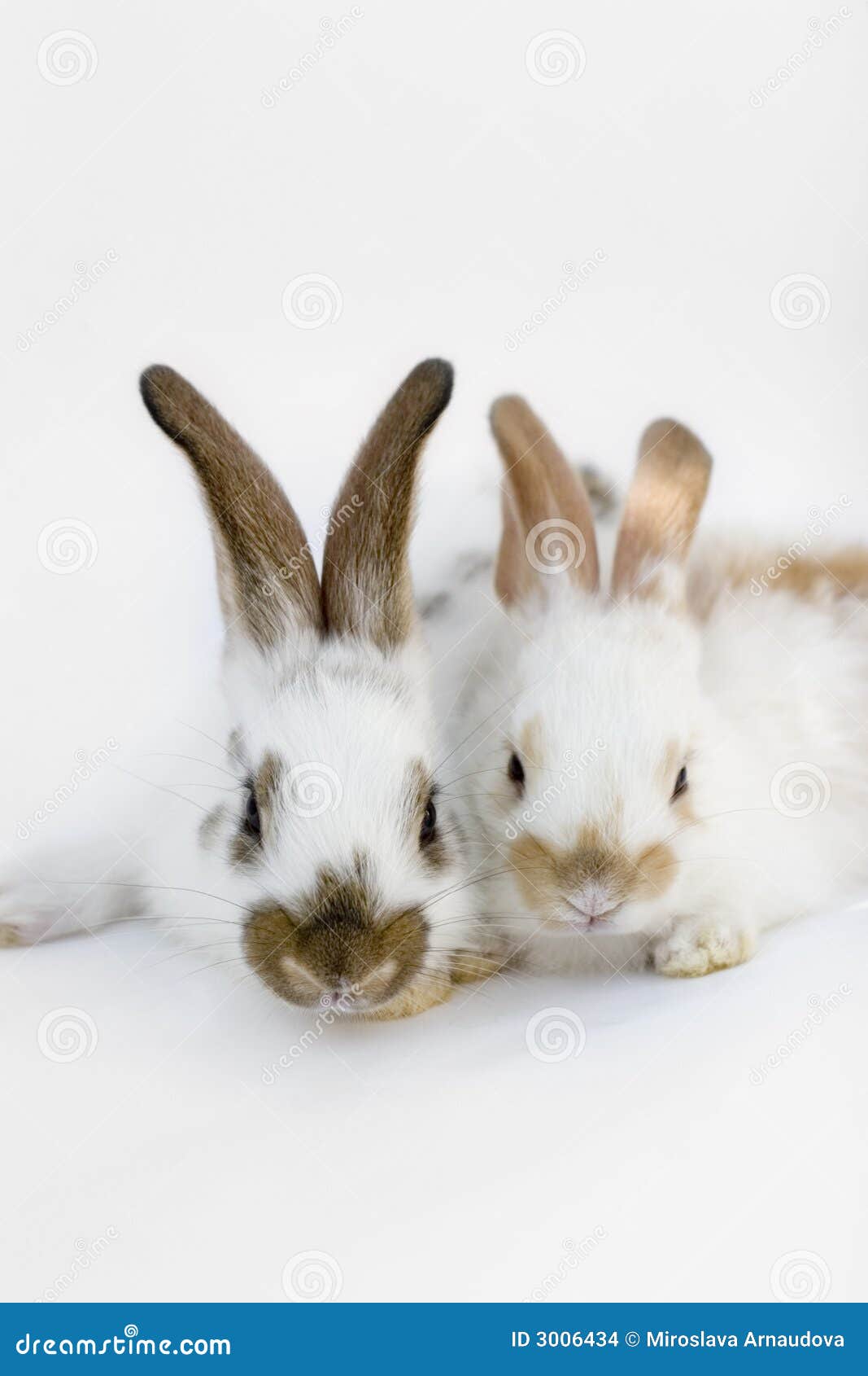 Little Sweet Rabbits Stock Images - Image: 3006434