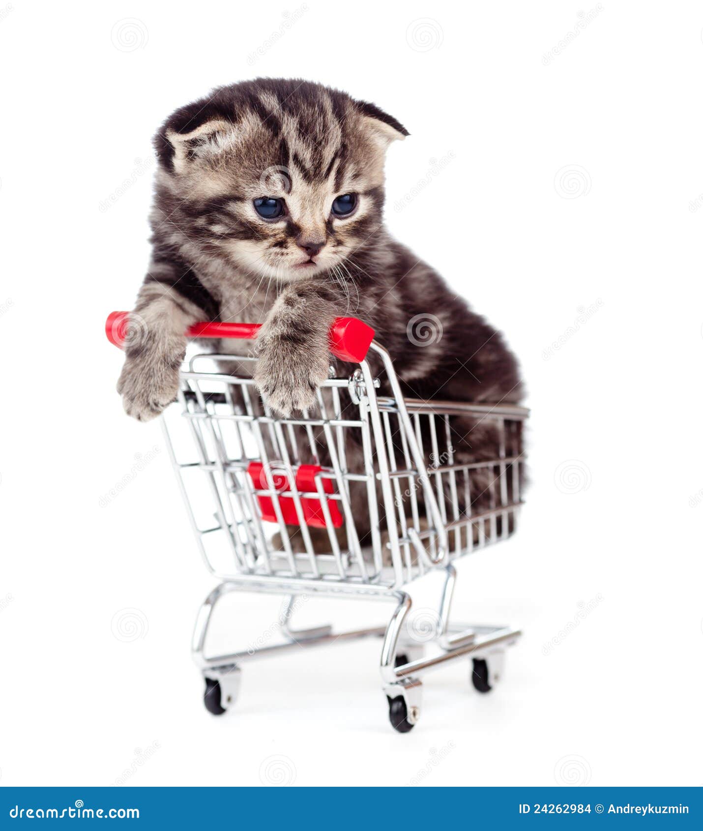 Little Tabby Kitten In Shopping Cart Isolated Stock Images Image