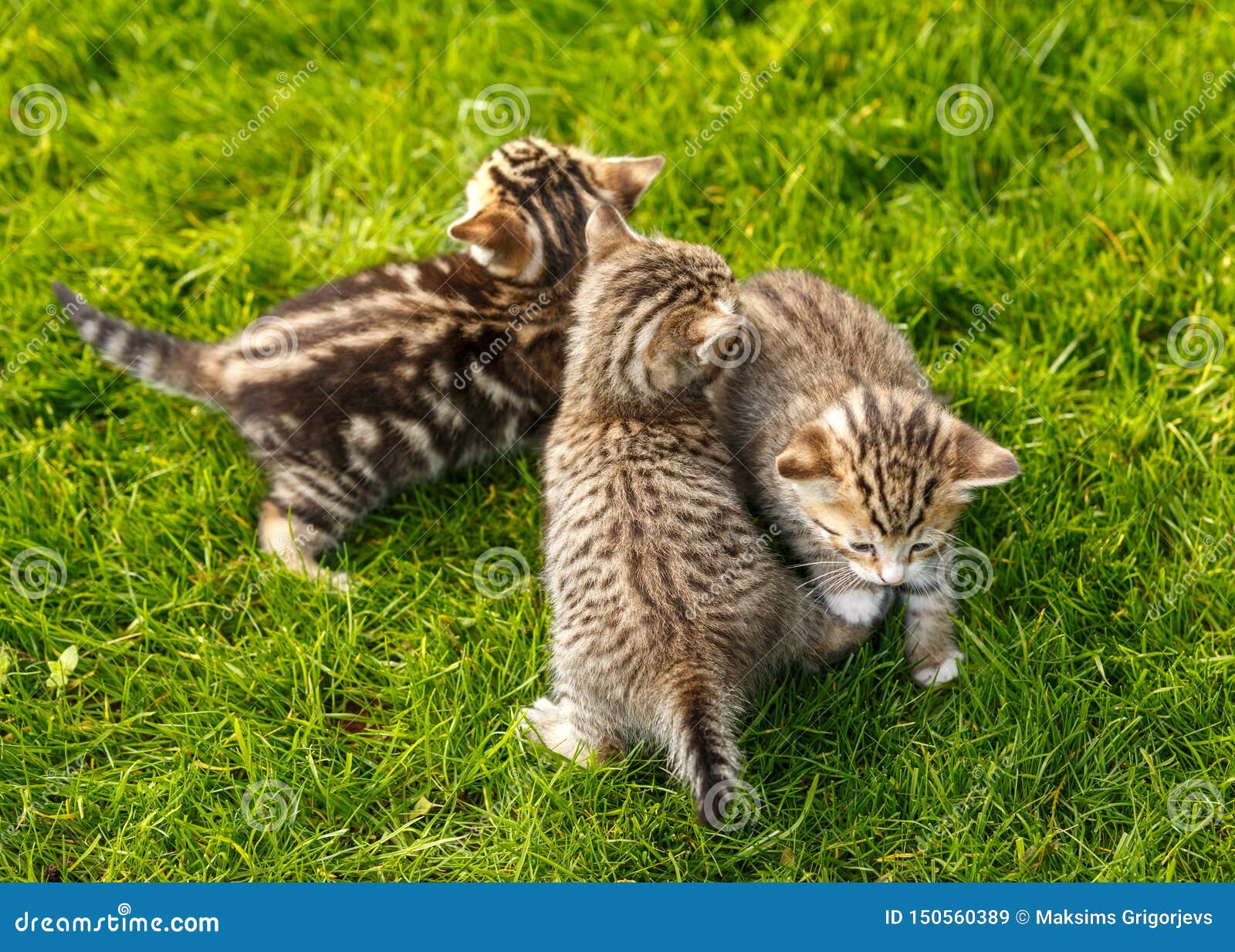 tabby kittens playing tabby kittens playing