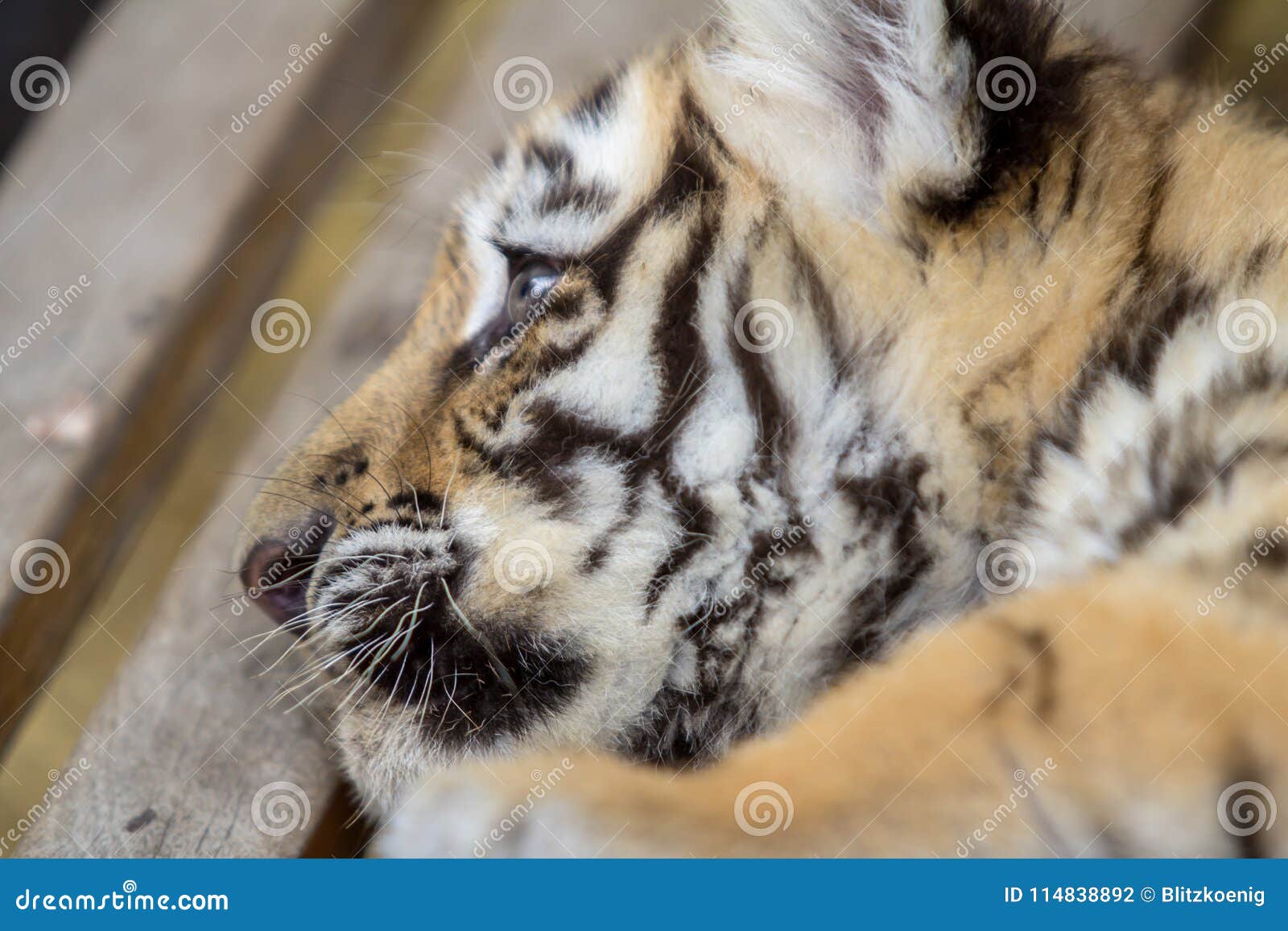 Tiger cub on the bench stock photo. Image of baby, forest 114838892