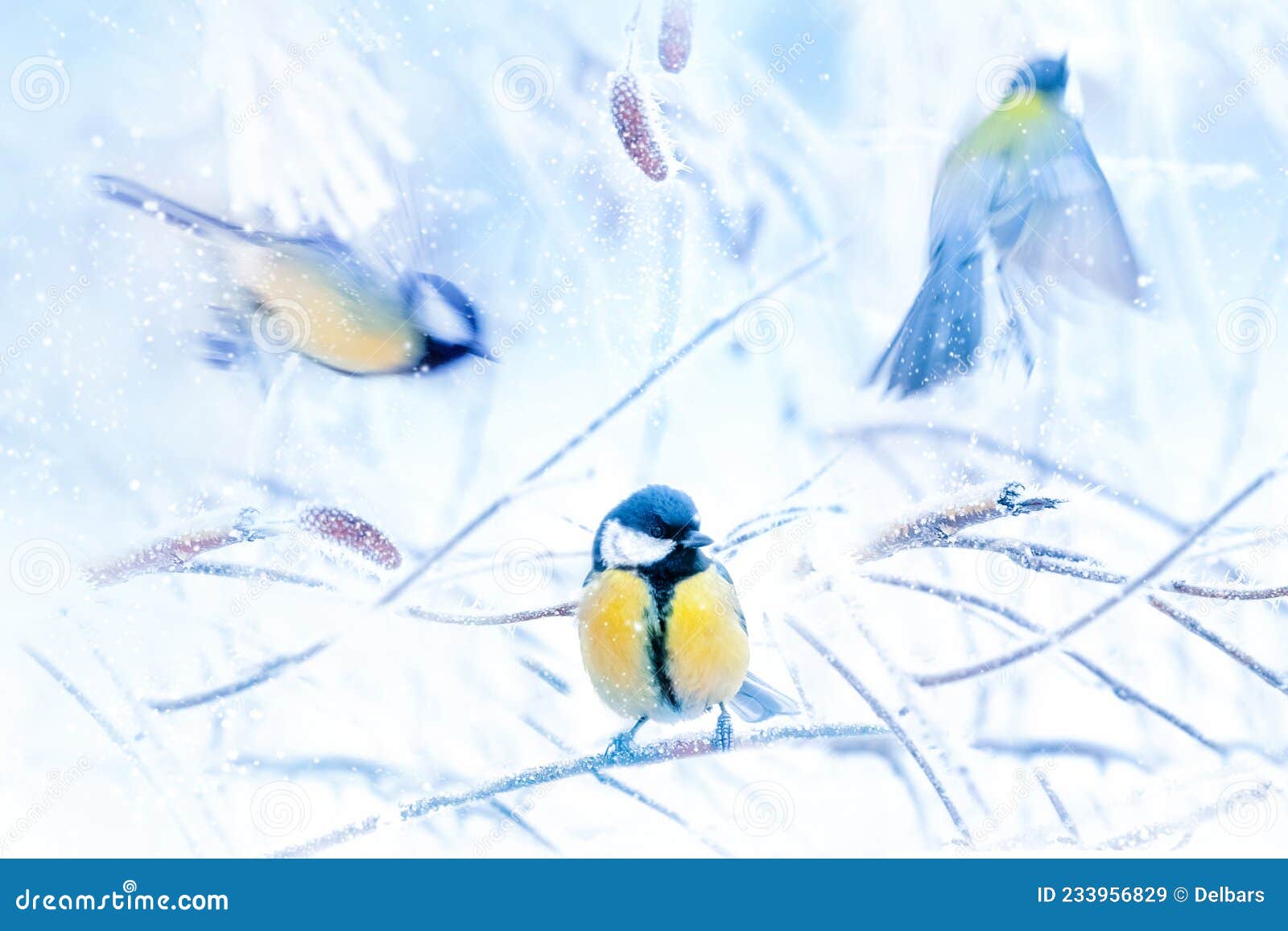 Little Tits in a Fairy-tale Snowy Forest. Christmas Card. Winter  Wonderland. Stock Image - Image of nature, mammal: 233956829