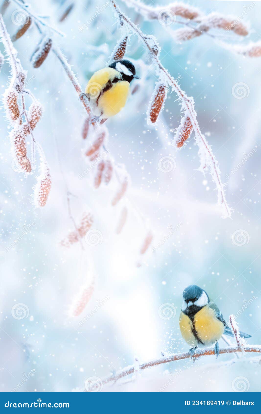 Little Tits in a Fairy-tale Snowy Forest. Christmas Image. Winter  Wonderland. Stock Image - Image of animal, frost: 234189419