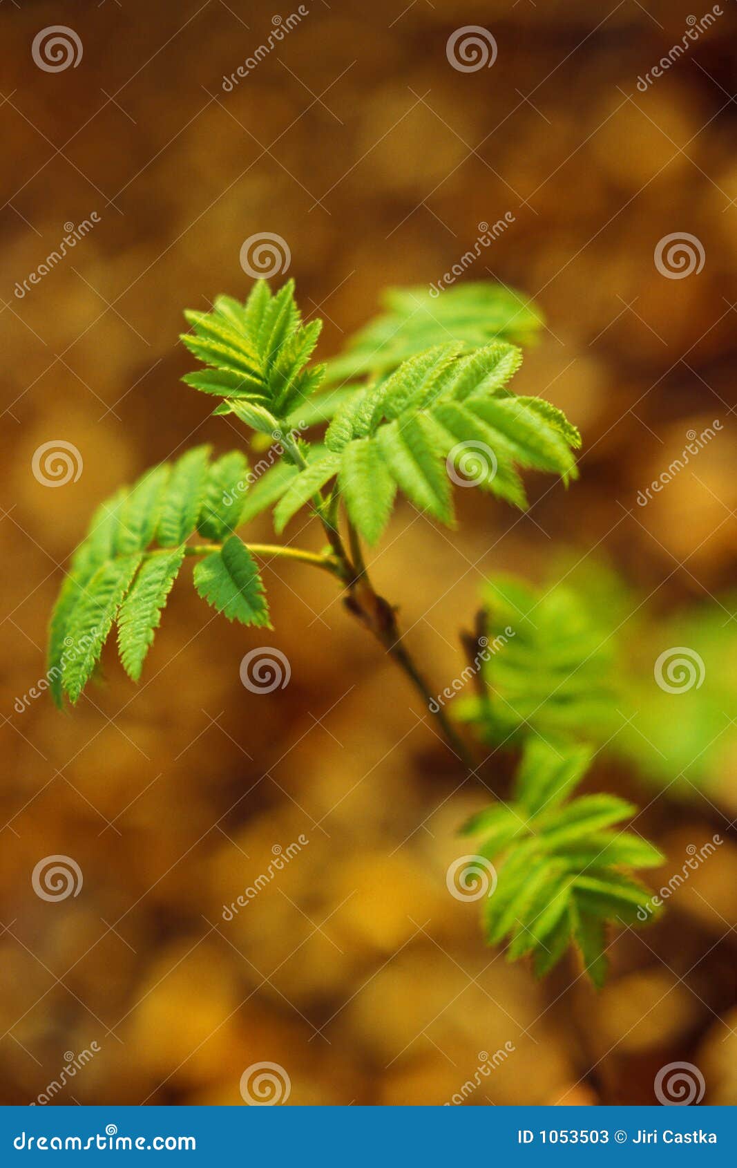 Little tree stock image. Image of tree, small, wood, brown 1053503