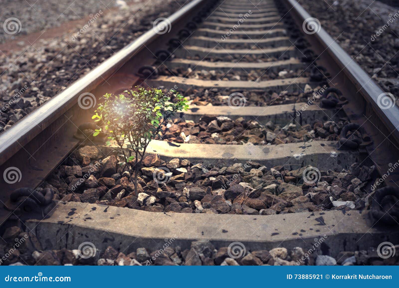 a little tree vegetate among the railway, flare effect added, light effect added ,filtered image, dark blue color process
