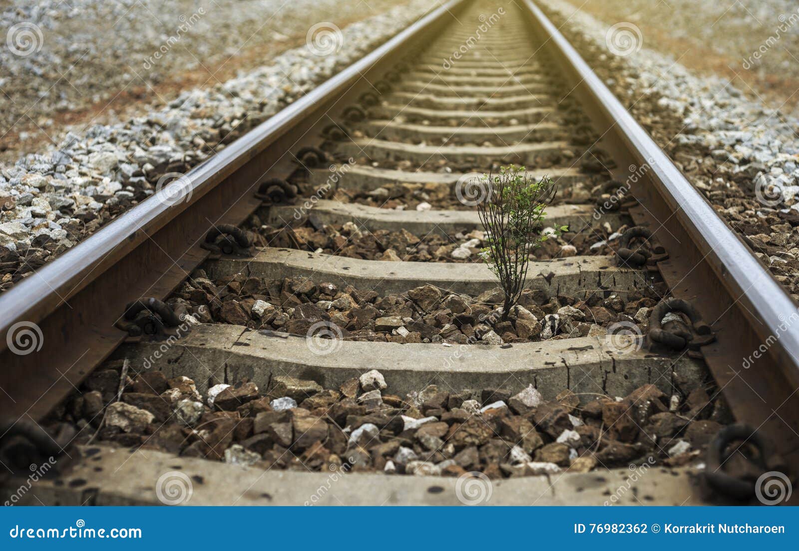 a little tree vegetate among the railway.flare effect added. light effect added.filtered image.selective focus.